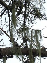 Ramalina menziesii image