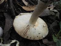 Amanita pantherina image