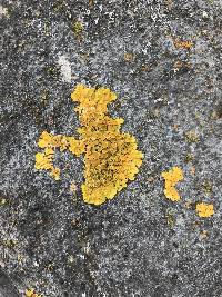 Xanthoria parietina var. parietina image