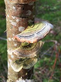 Trametes versicolor image