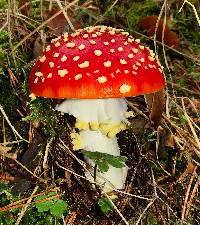 Amanita muscaria image