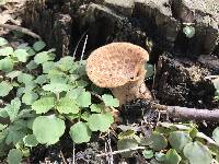 Polyporus squamosus image