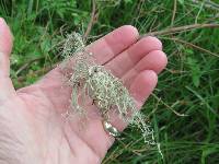 Ramalina leptocarpha image