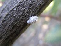 Schizophyllum commune image