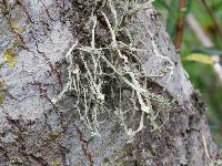 Ramalina leptocarpha image