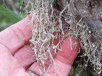 Ramalina leptocarpha image