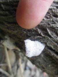 Schizophyllum commune image