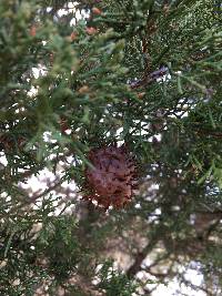 Gymnosporangium juniperi-virginianae image