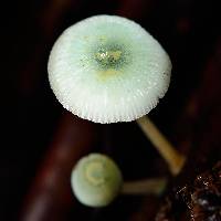 Mycena interrupta image