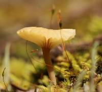 Lichenomphalia umbellifera image