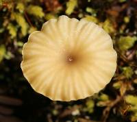 Lichenomphalia umbellifera image