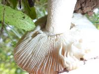 Amanita velosa image