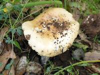 Amanita velosa image