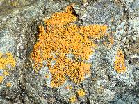 Xanthoria elegans image