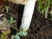 Amanita velosa image