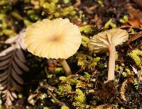 Lichenomphalia umbellifera image