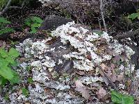 Trametes versicolor image