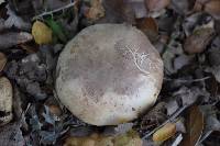 Agaricus xanthodermus image