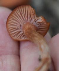 Laccaria laccata image