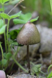 Panaeolus papilionaceus image