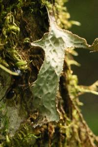 Lobaria pulmonaria image