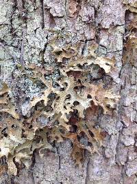 Lobaria pulmonaria image