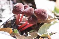 Marasmius plicatulus image