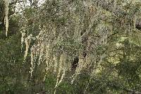 Ramalina menziesii image