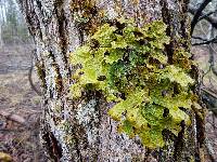 Lobaria pulmonaria image