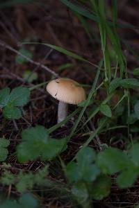 Amanita velosa image