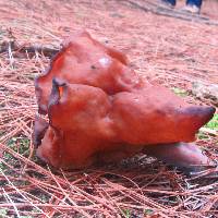 Gyromitra infula image