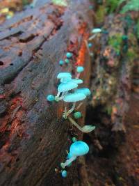 Mycena interrupta image