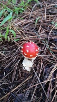 Amanita muscaria image