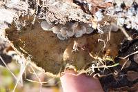 Trametes versicolor image