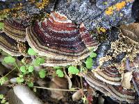 Trametes versicolor image