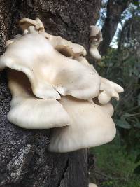 Pleurotus ostreatus image