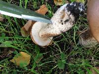 Leccinum scabrum image