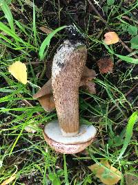 Leccinum scabrum image