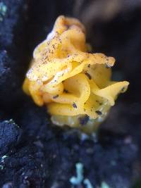 Tremella mesenterica image