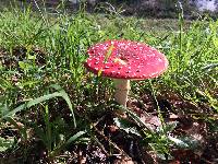 Amanita muscaria image