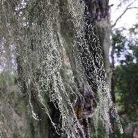 Ramalina menziesii image