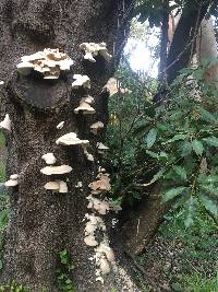 Pleurotus ostreatus image