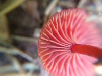 Mycena viscidocruenta image