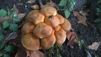 Gymnopilus junonius image