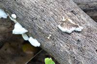 Schizophyllum commune image