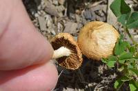 Agrocybe pediades image