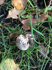 Amanita excelsa image