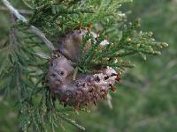 Gymnosporangium juniperi-virginianae image