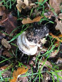 Amanita excelsa image