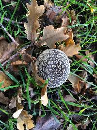 Amanita excelsa image